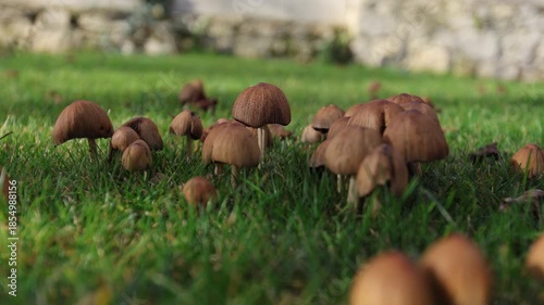 Natural environment featuring delicate fungi among moss and earth