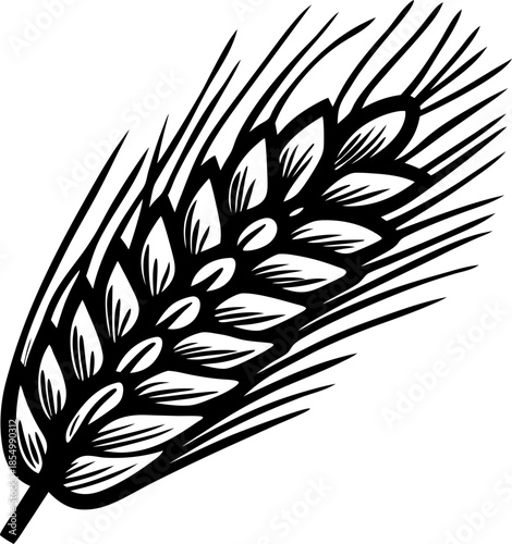 Detailed black and white engraving of wheat ear isolated retro botanical illustration of cereal grain element