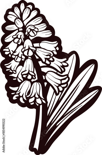 Botanical monochrome illustration of blooming hyacinth with long leaves and bell shaped flowers in vintage engraving