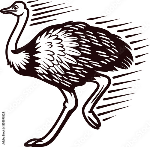 Running ostrich vintage engraving fast african bird in sketch isolated on white background