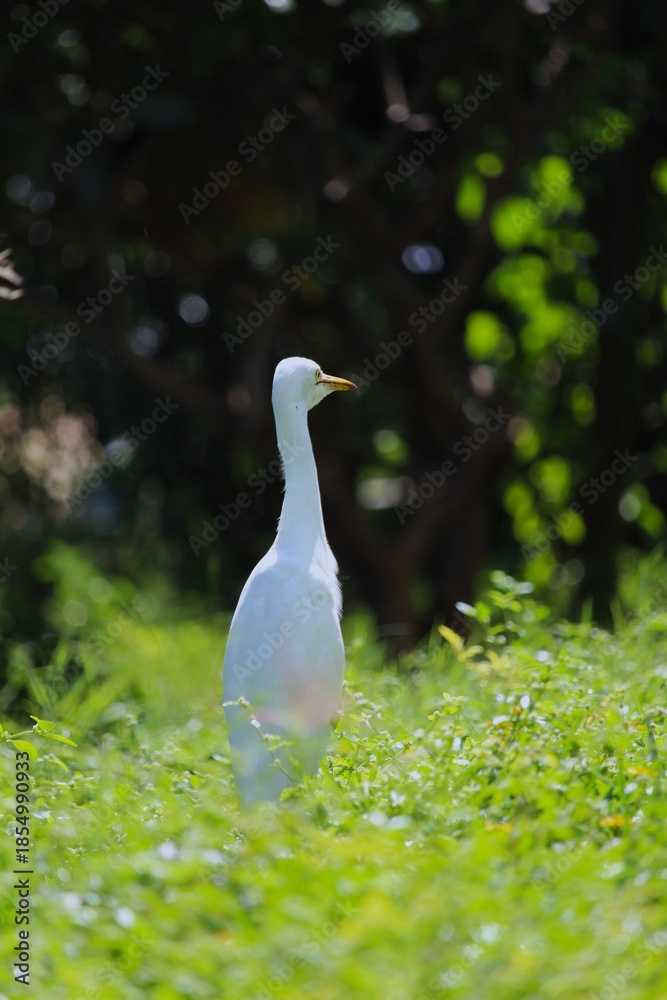 Obraz premium white heron in the grass