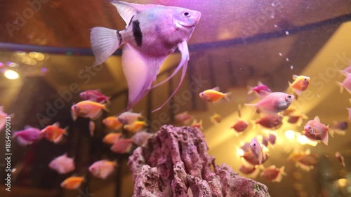 Majestic angelfish leading neon school in gallery tank