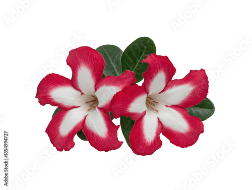 Desert rose flower pink and white petal tropical plant green leaf isolated closeup vibrant natural blooming ornamental fresh beautiful exotic garden summer decorative macro flora botany nature