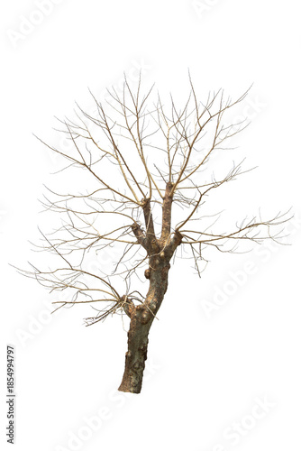Dead Tree Isolated On White Background.