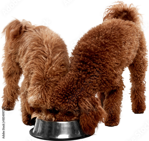 Canvas Print Two poodle dogs eating from metal bowl on transparent background with natural brown fur