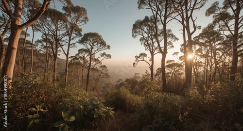 A view of a forest with tall trees and lush green vegetation at golden hour light