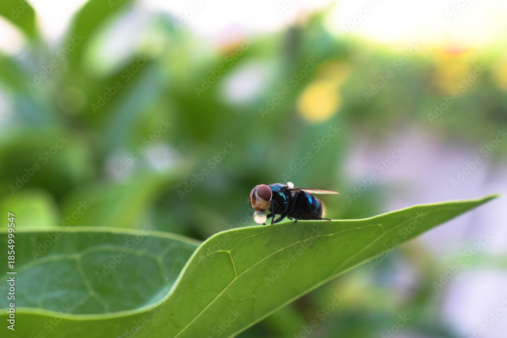 Naklejka premium Macro Shot of Common Blue Bottle Fly on Green Leaf
