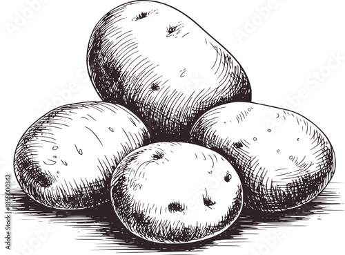 Four whole potatoes in monochrome line editable vegetable