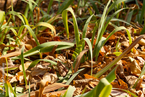 Bright Autumn Fallen Leaves Background