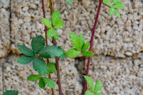Autumn Leaves on Tree Branch in Sunlight