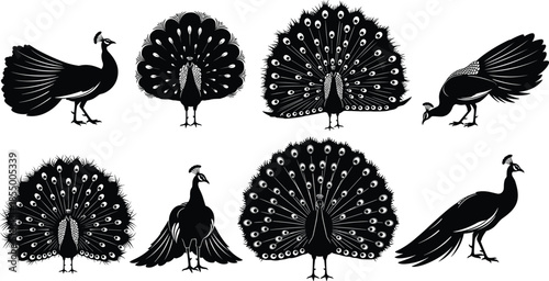 Peacock silhouette vector illustration, elegant bird poses, fanned tail feathers, black peacock art, wildlife design, decorative animal graphic, stock content