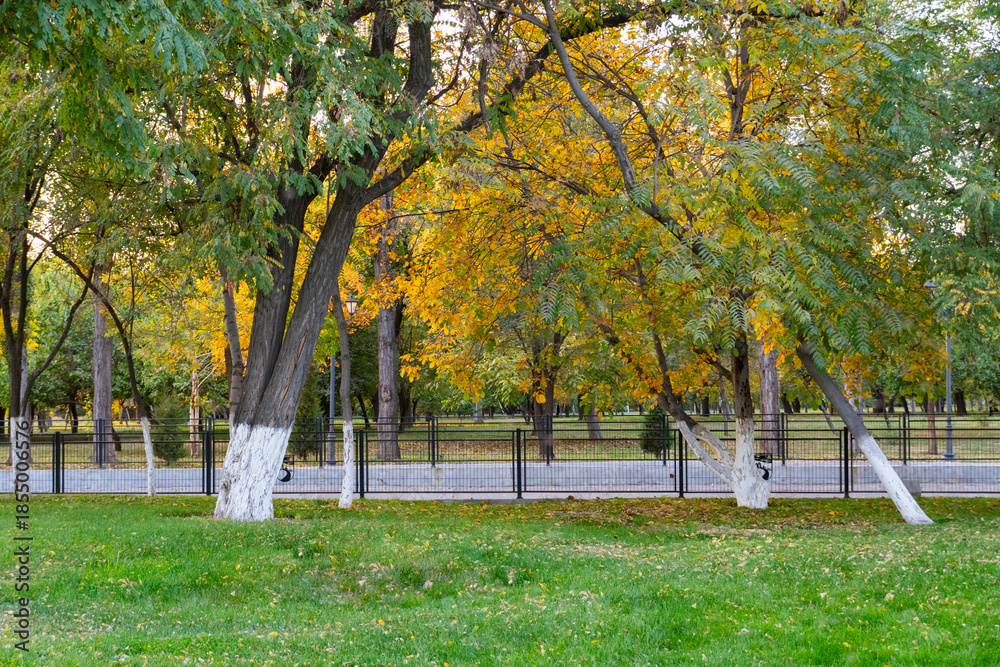 Fototapeta premium Autumn park with trees and green grass