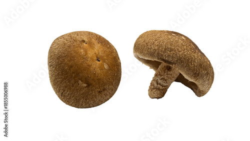 しいたけ　新鮮なきのこ素材　（背景透過）