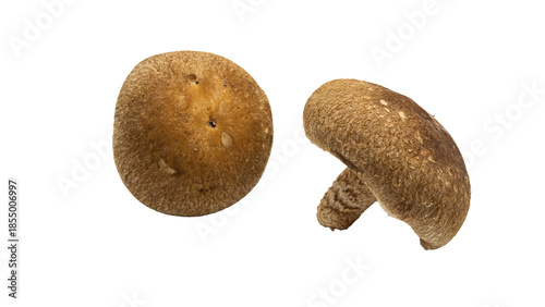 しいたけ　新鮮なきのこ素材　（背景透過）