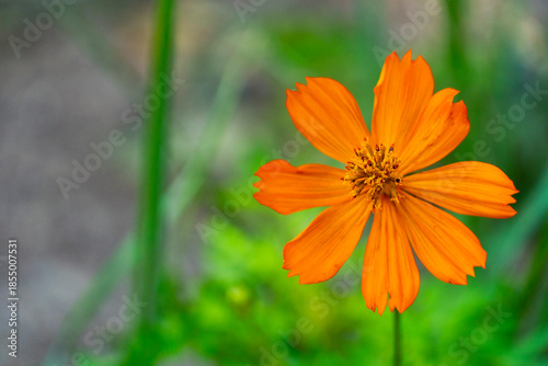 Bright Orange Cosmos Flower in Bloom