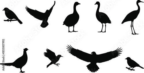Bird silhouette collection set with various avian species including flying eagle hawk and standing crane isolated vector icons for nature design