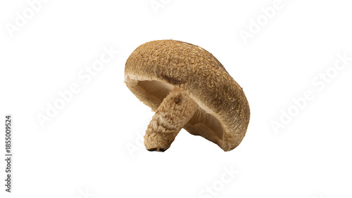 しいたけ　新鮮なきのこ素材　（背景透過）