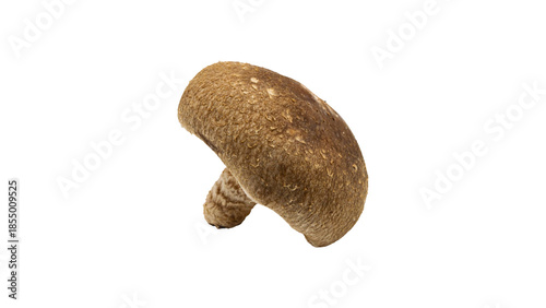 しいたけ　新鮮なきのこ素材　（背景透過）