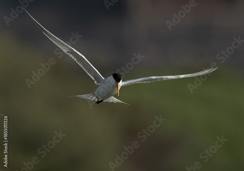 A backlit image of Lesser Crested Tern fishing at tubli, Bahrain