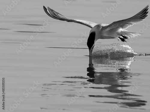 Lesser Crested Tern fishing at tubli, Bahrain