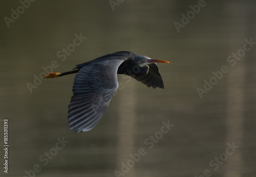 Western reef heron in flight at Tubli bay, Bahrain
