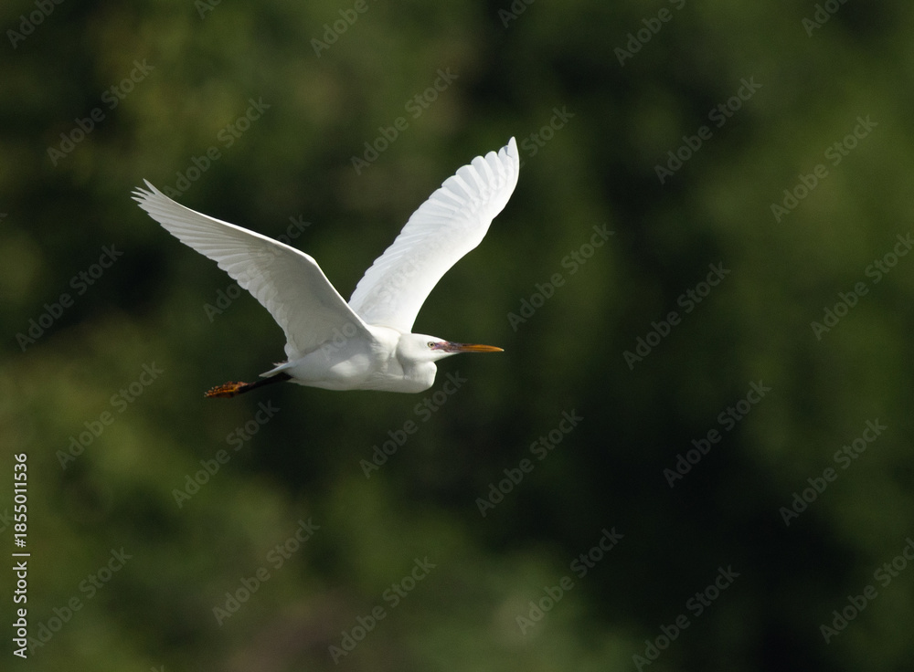 Obraz premium Western reef heron in flight with green backdrop at Tubli bay, Bahrain