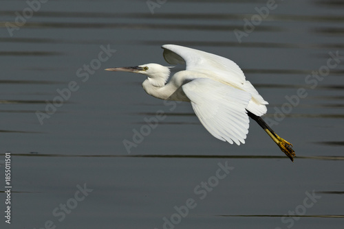Western reef heron in flight at Tubli bay, Bahrain