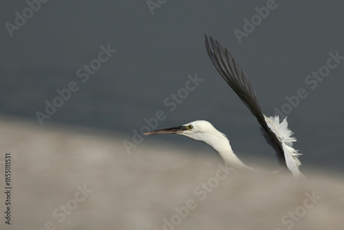 Western reef heron at Tubli bay, Bahrain