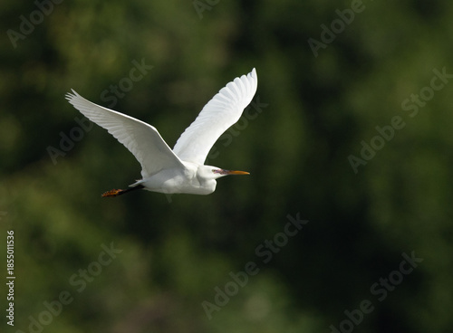 Western reef heron in flight with green backdrop at Tubli bay, Bahrain