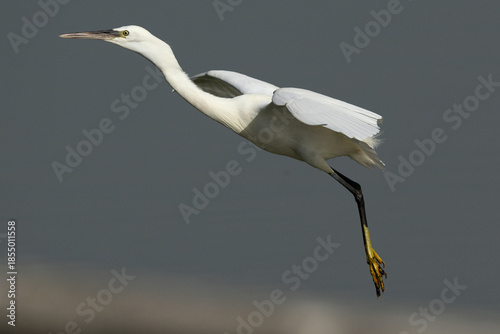 Juvenile Western reef heron takeoff at  Tubli bay, Bahrain