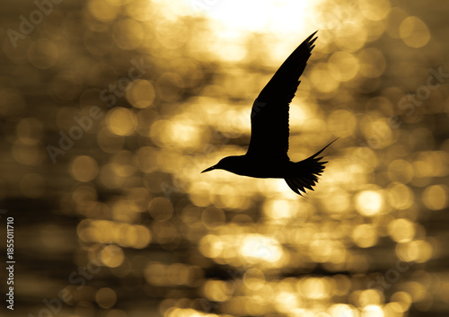 Silhouette of a White-cheeked Tern against bokeh of light at Tubli bay, Bahrain