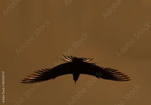 A backlit image of  White-cheeked Tern fishing at Tubli bay, Bahrain