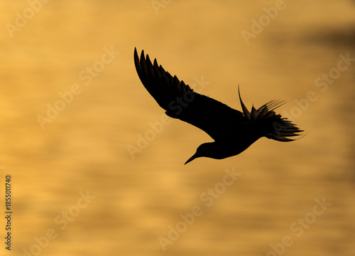 Silhouette of a White-cheeked Tern fishing at Tubli bay