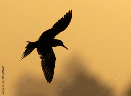 Silhouette of a White-cheeked Tern flying at Tubli bay, Bahrain