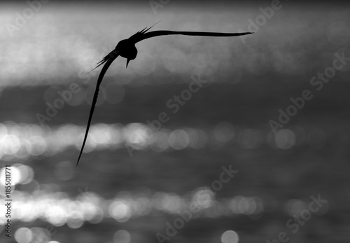 Silhouette of a White-cheeked Tern in flight at Tubli bay, Bahrain