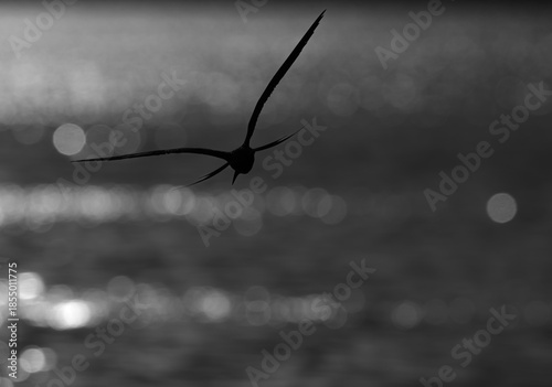 Silhouette of a White-cheeked Tern flying at Tubli bay, Bahrain