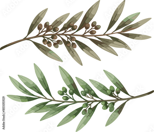 Two olive branches with green and brown leaves and berries on white background olive tree