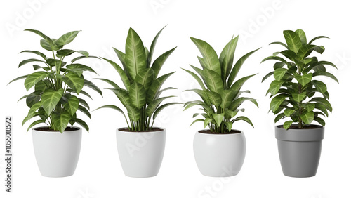 Beautiful green plants in white pots on white background