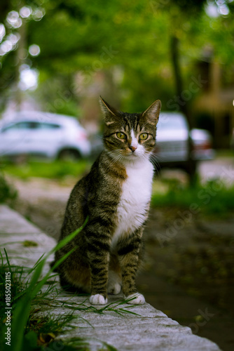 Primer plano retrato gato mirando a camara