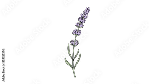 Elegant botanical illustration of a fresh lavender sprig with purple blossoms and green leaves, perfect for natural designs