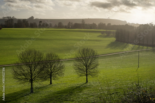 Bare winter trees in green meadow with Ladle hill backlit in distance, near Kingsclere, Hampshire, England, United Kingdom, Europe