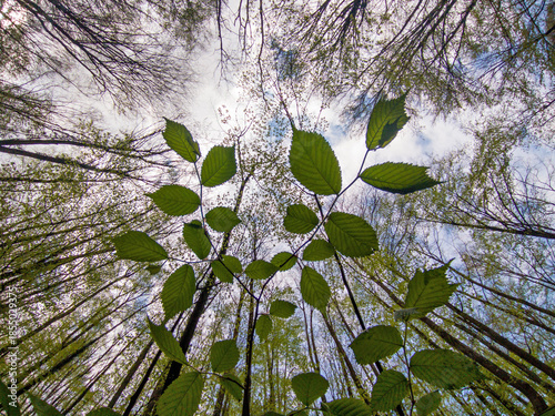 Forest view from low angle looking up at tall trees with new spring foliage