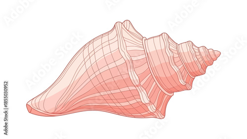 Illustration of a pink seashell with spiral patterns on a white background