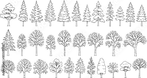 Set of coniferous and deciduous trees for architecture and landscape design, line drawing, contour. Vector illustration
