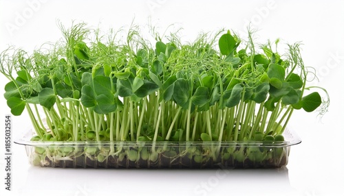 Fresh Pea Microgreen Sprouts Isolated On A White Background