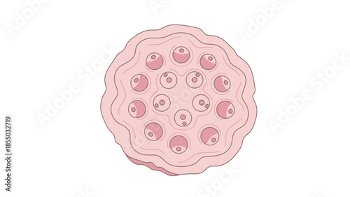Stylized Blastocyst Illustration Showing Inner Cell Mass