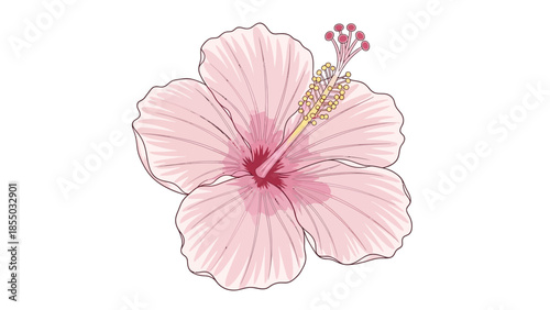 Pink Hibiscus Flower Botanical Illustration