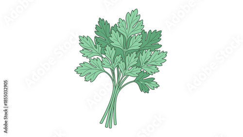 Parsley Herb Botanical Drawing
