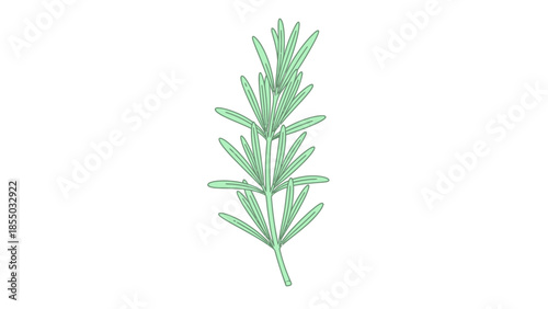 Rosemary Herb Botanical Illustration