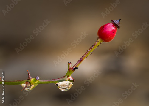 Close up of raindrops on a red rose hip in a garden in the Dordogne region of France